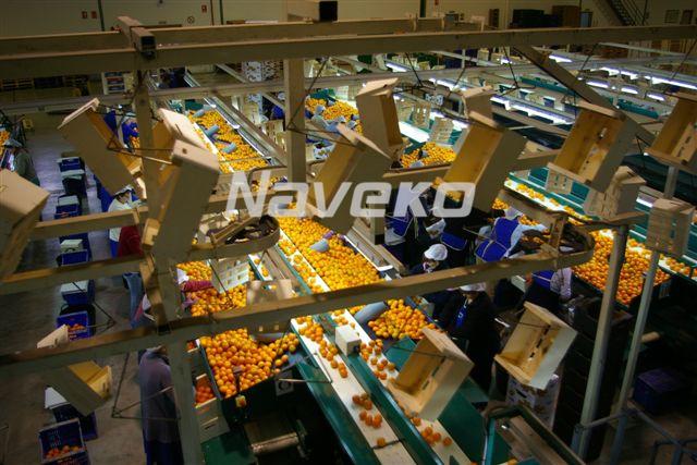 Envasadora de cítricos